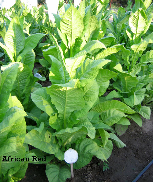  Photo showing African Red growing