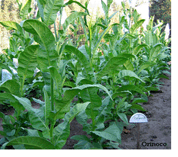 Photo showing Orinoco growing