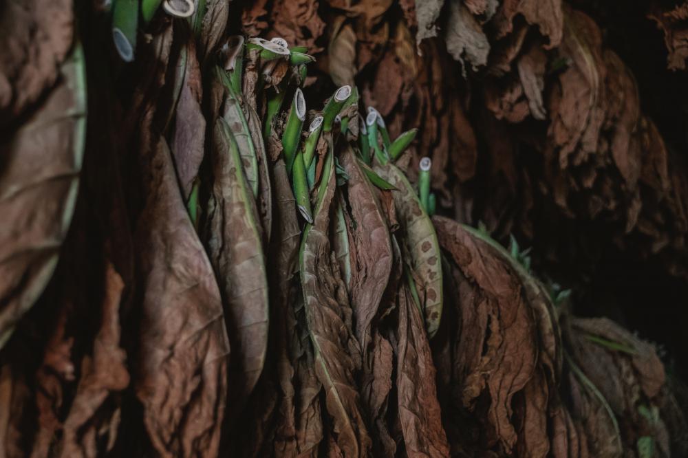 Photo of some organic tobacco grown in the UK