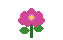 ornamentalseeds