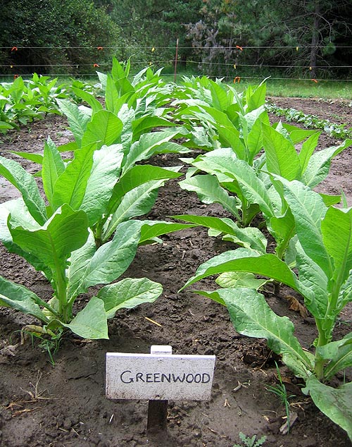 Photo showing Greenwood growing