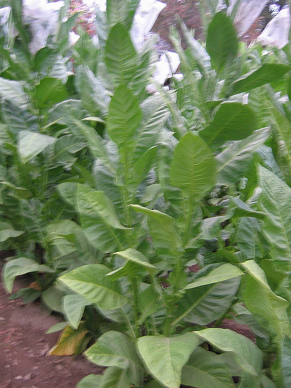  Photo showing Cuban Corojo 99 * growing