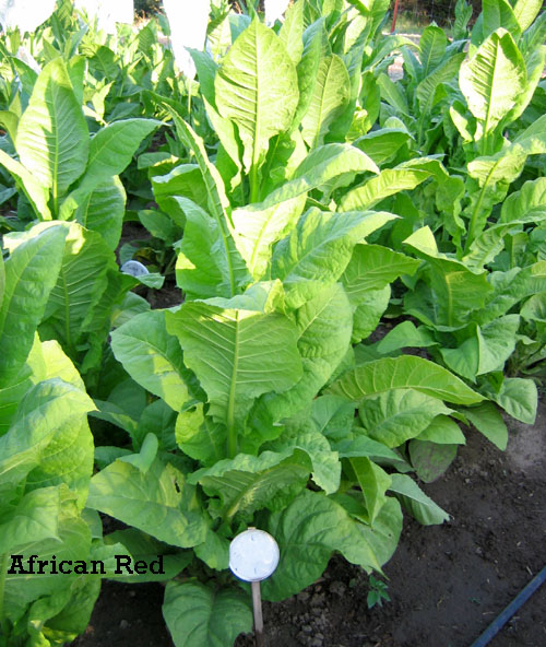 Photo showing African Red growing