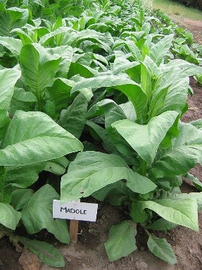 Photo showing Madole growing