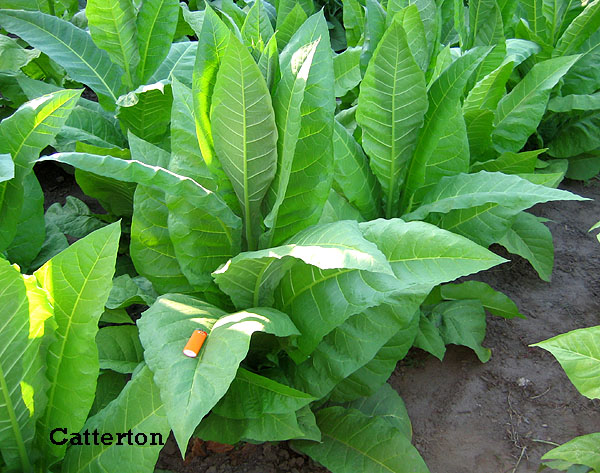 Photo showing Catterton growing
