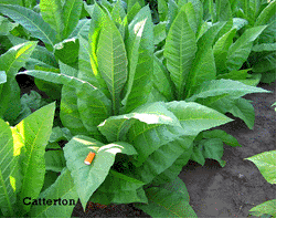 Photo showing Catterton growing