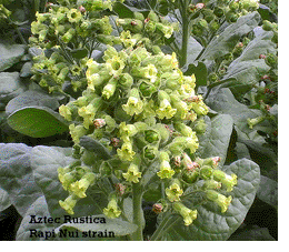 Photo showing Aztec Rustica growing