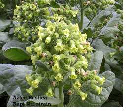  Photo showing Aztec Rustica growing