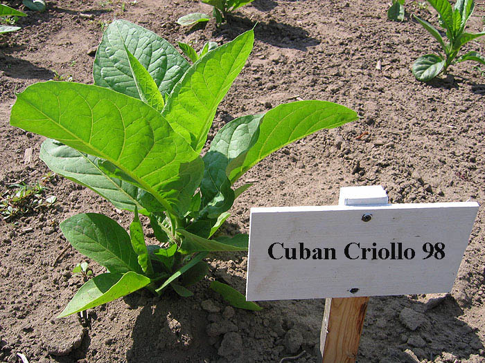  Photo showing Cuban Crillo 98 growing