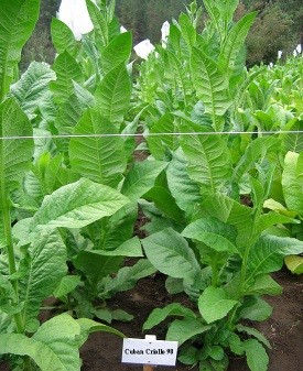 Photo showing Cuban Criollo 98 growing