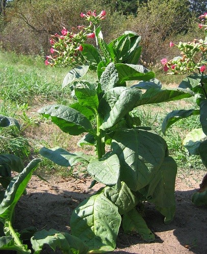 Photo showing Russian Red growing
