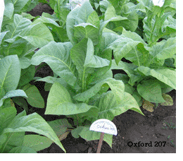Photo showing Oxford 207 growing