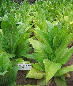 Photo showing Yellow Twist Bud growing
