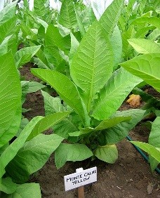 Photo showing Monte Calme Yellow growing