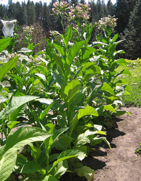 Photo showing Virginian Gold #3 growing