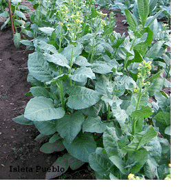 Photo showing Isleta Pueblo growing