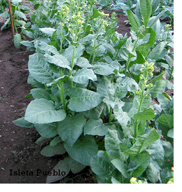  Photo showing Isleta Pueblo growing