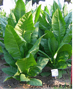 Photo showing Yellow Pryor growing