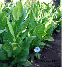  Photo showing Cuban Havana 142 growing