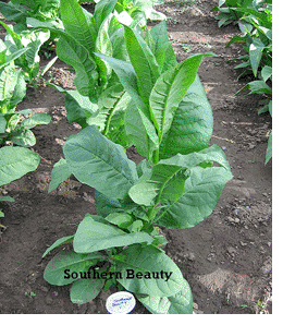  Photo showing Southern Beauty growing
