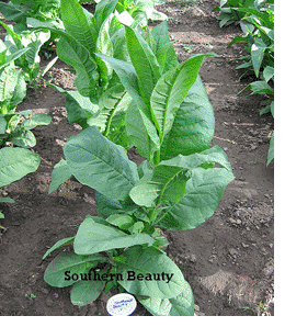 Photo showing Southern Beauty growing