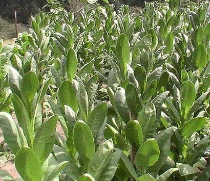 Photo showing Turkish Izmir growing