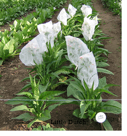 Photo showing Little Dutch growing