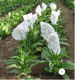  Photo showing Little Dutch growing