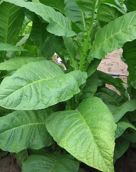 Photo showing Dixie Bright growing