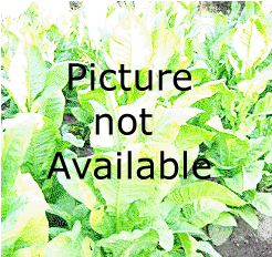 Photo showing Connecticut Broad Leaf growing