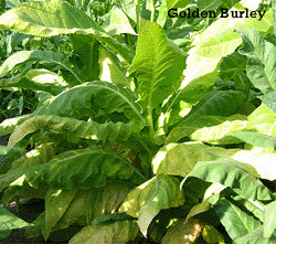 Photo showing Golden Burley growing