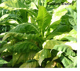  Photo showing Golden Burley growing