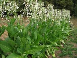 Photo showing Argentinean Sylvestris growing