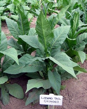  Photo showing Lizard Tail Orinoco growing