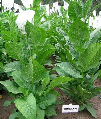Photo showing Cuban Habano 2000 growing