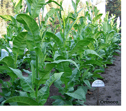 Photo showing Orinoco growing