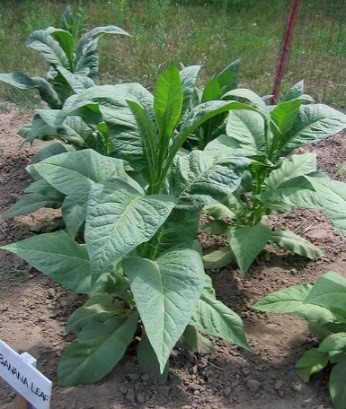Photo showing Banana Leaf growing
