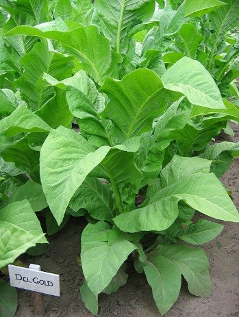 Photo showing Del Gold growing