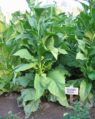 Photo showing Hickory Pryor growing