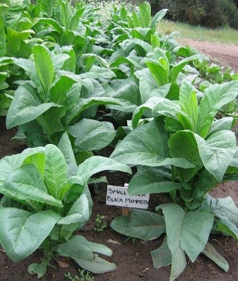  Photo showing Black Mammoth - Small Stock growing