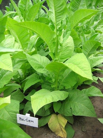 Photo showing Big Gem growing