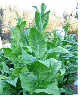 Photo showing Green Brior growing
