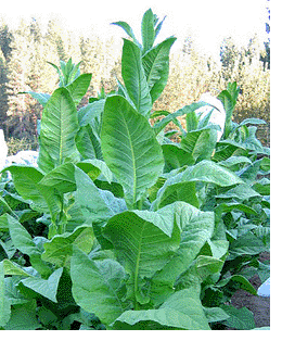  Photo showing Green Brior growing