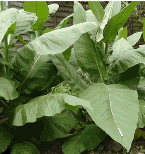 Photo showing Virginian Gold #1 growing