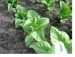 Photo showing Paris Wrapper growing