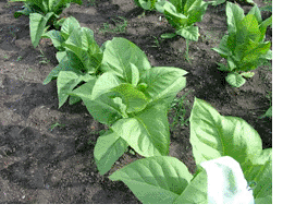  Photo showing Paris Wrapper growing