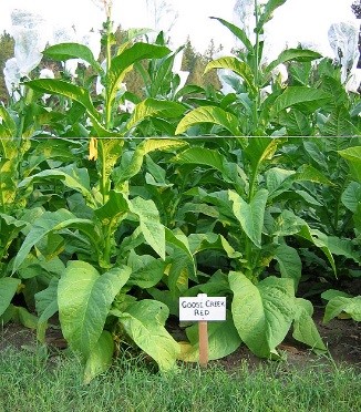  Photo showing Goose Creek Red growing