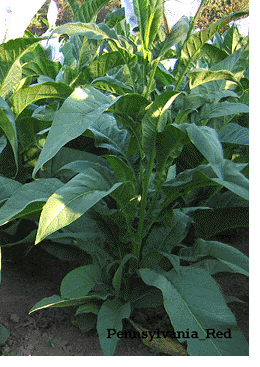  Photo showing Pennsylvania Red growing