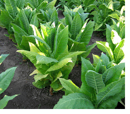 Photo showing Harrow Velvet growing