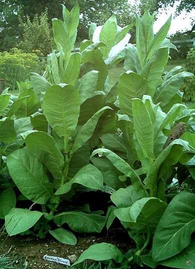 Photo showing Sherazi growing